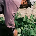 Chile entre las destacadas: 驴Cu谩les son las empresas de nutrici贸n vegetal m谩s relevantes del mundo? ,Gentileza