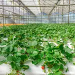Startups internacionales buscan transformar la industria alimentaria en Chile junto a Carozzi ,Unsplash