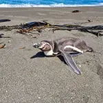 Pingüinos, lobos marinos y otras especies: qué hacer al encontrar fauna silvestre en problemas ,Sernapesca