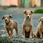 PetFi: el ecosistema chileno para el bienestar animal que inicia un piloto en Argentina ,Unsplash