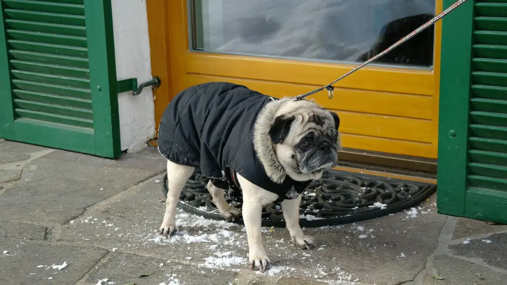 pug 623712 1920 ,EntrepreNerd