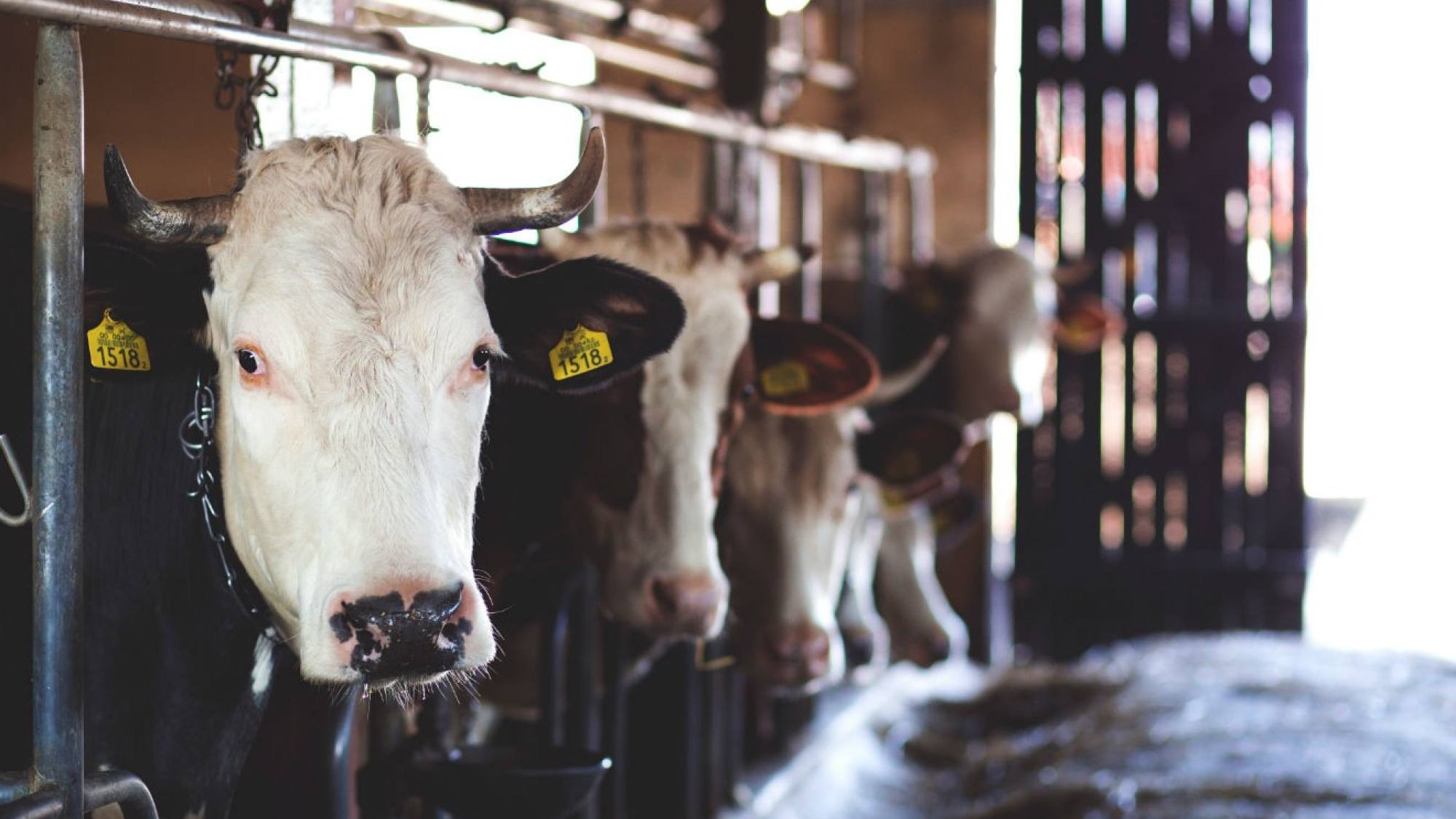 vacuch1320, EntrepreNerd