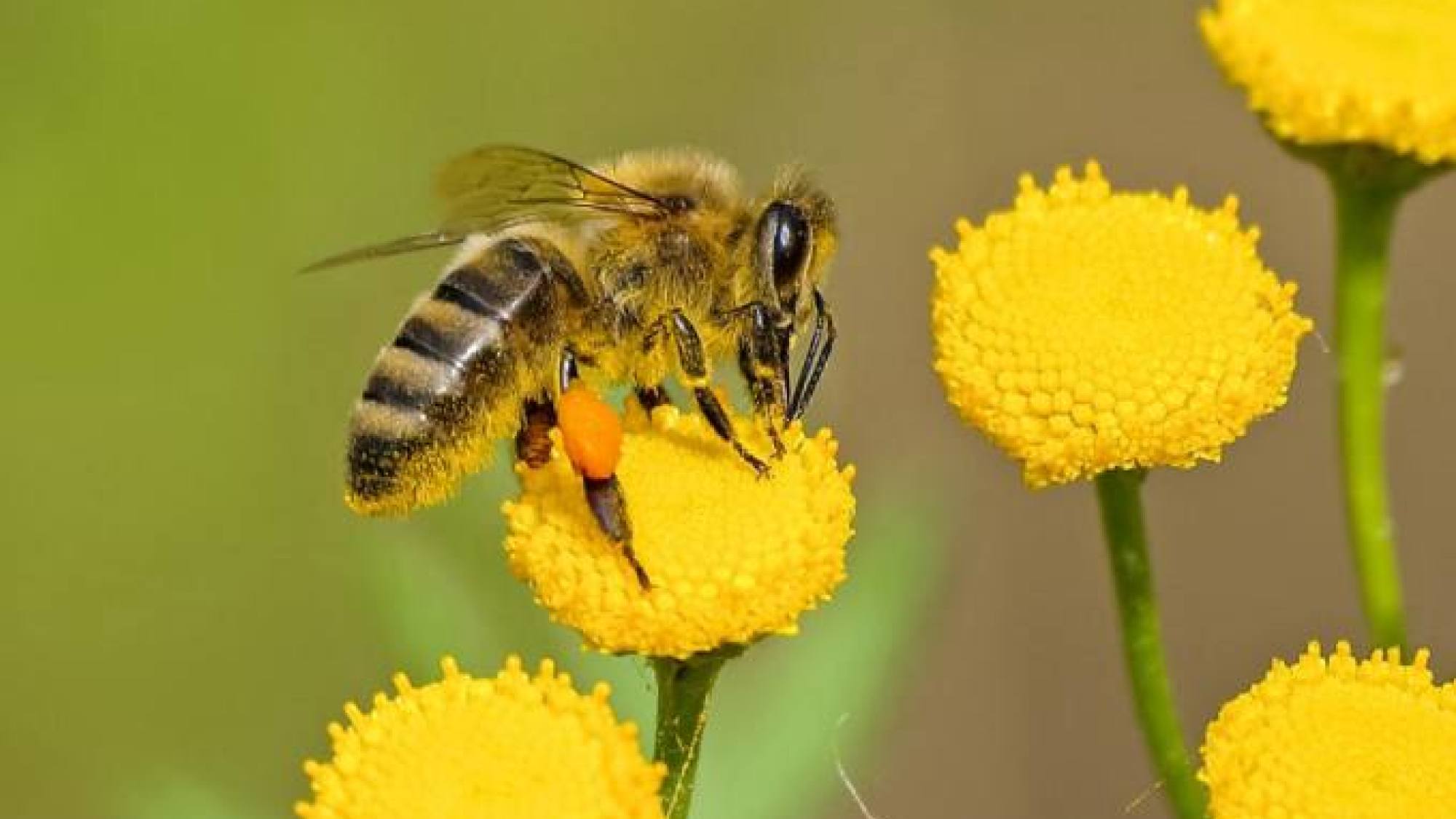 abejas 2, EntrepreNerd