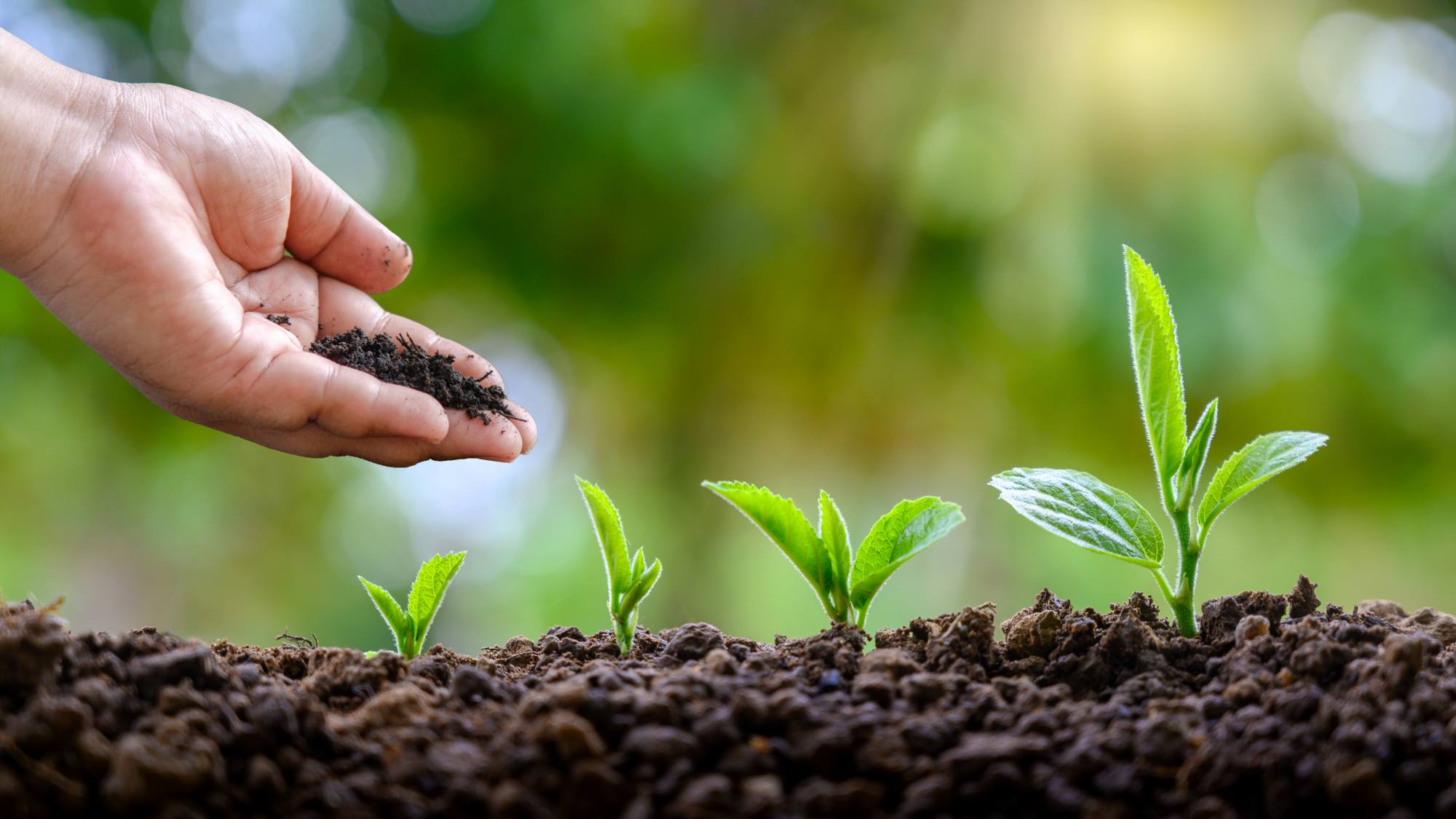 Green spaces 002, EntrepreNerd