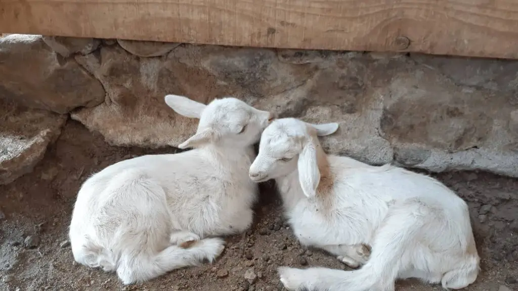 FOTO 1 CABRAS BEBES ,EntrepreNerd