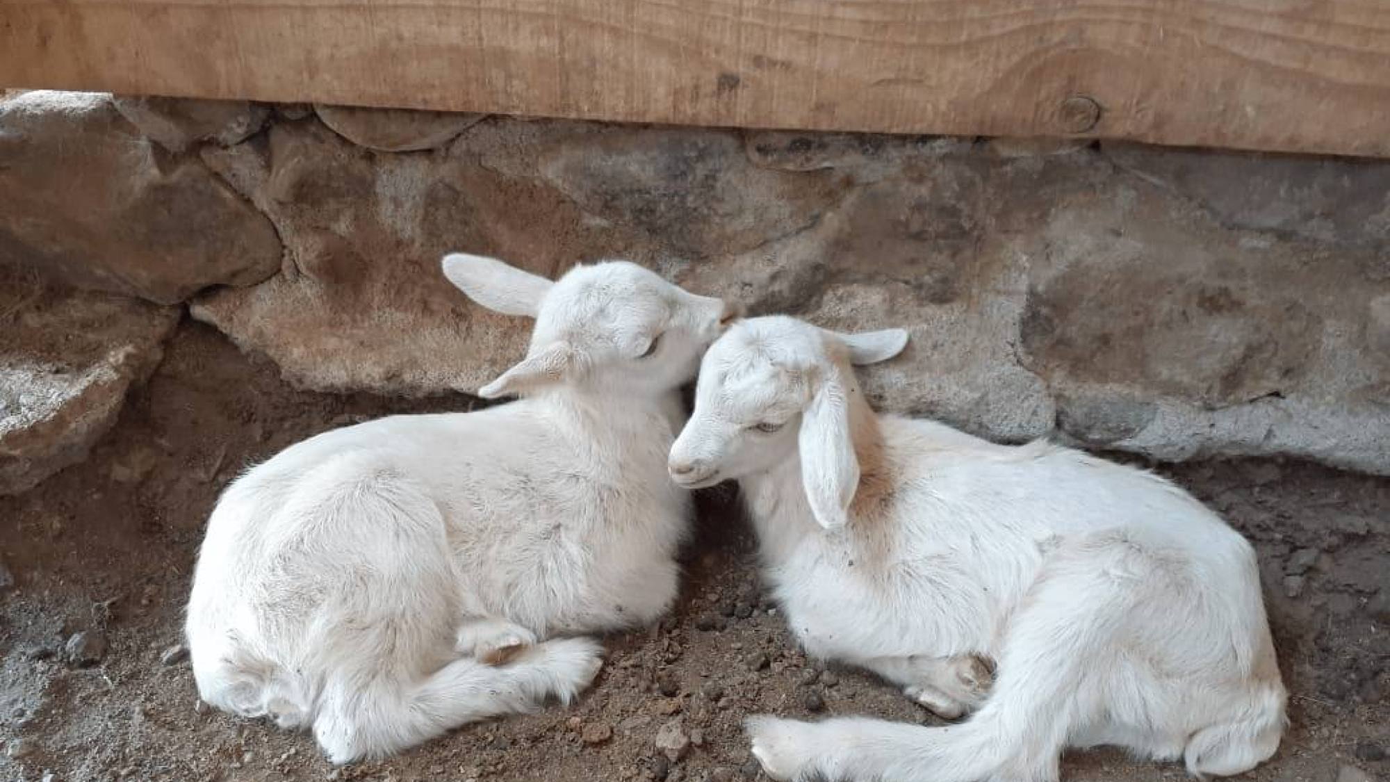 FOTO 1 CABRAS BEBÉS, EntrepreNerd