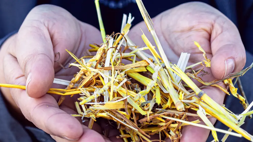 patagon fiber ,EntrepreNerd