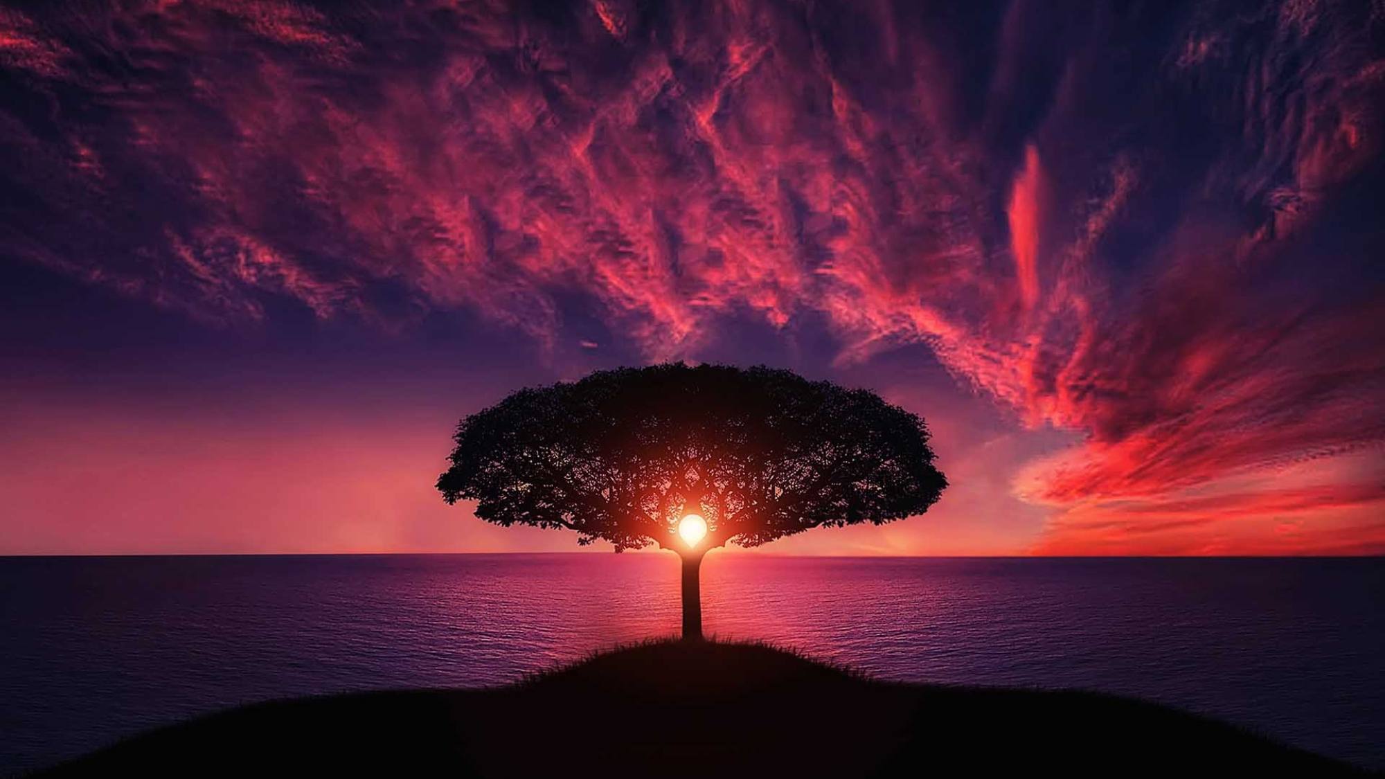 Árbol, EntrepreNerd