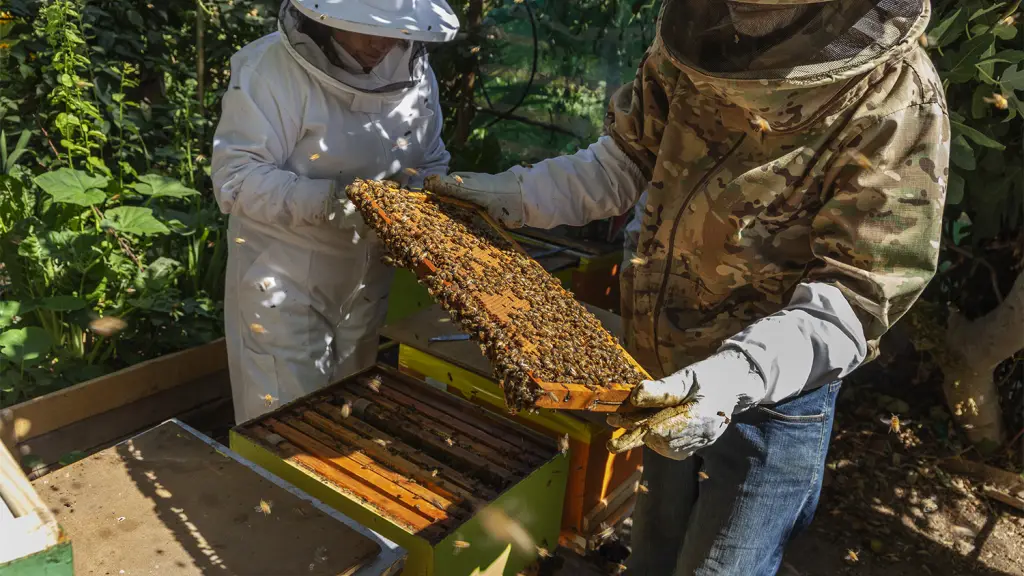 Norte Manejo Apicola ,EntrepreNerd