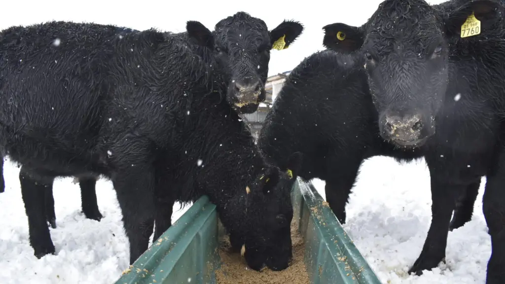 vacacerveza1 ,EntrepreNerd