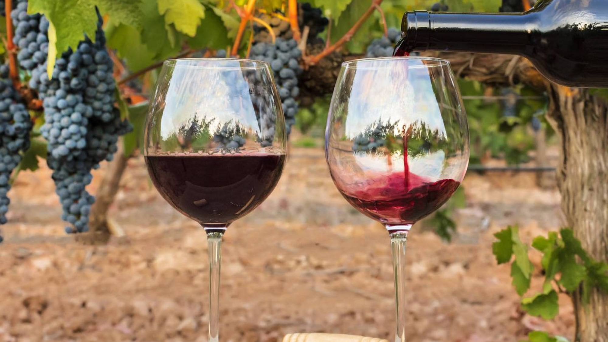 VINO , EntrepreNerd