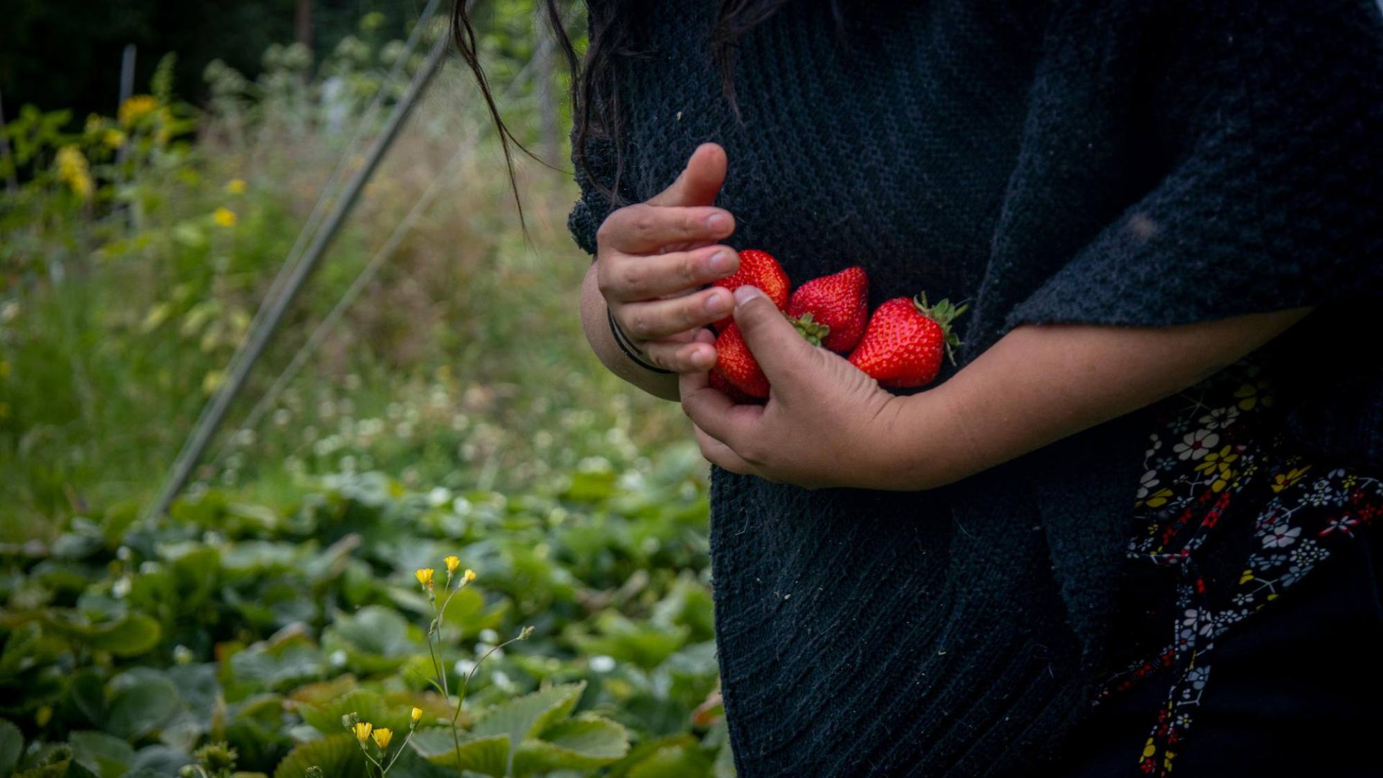 frutilla2, EntrepreNerd