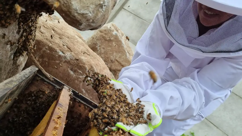 MGC CMP PCG  APICULTURA AGUA DESALINIZADA ,EntrepreNerd