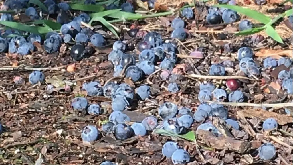 Arandanos en el suelo ,EntrepreNerd