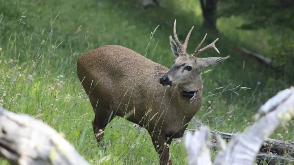cristian saucedo rewilding chile 1575 ,EntrepreNerd