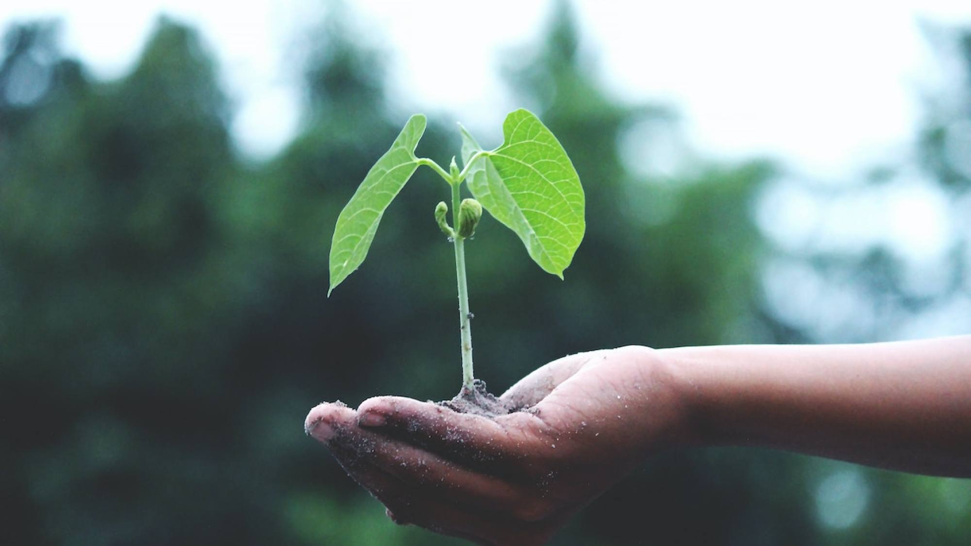 ARBOL, EntrepreNerd