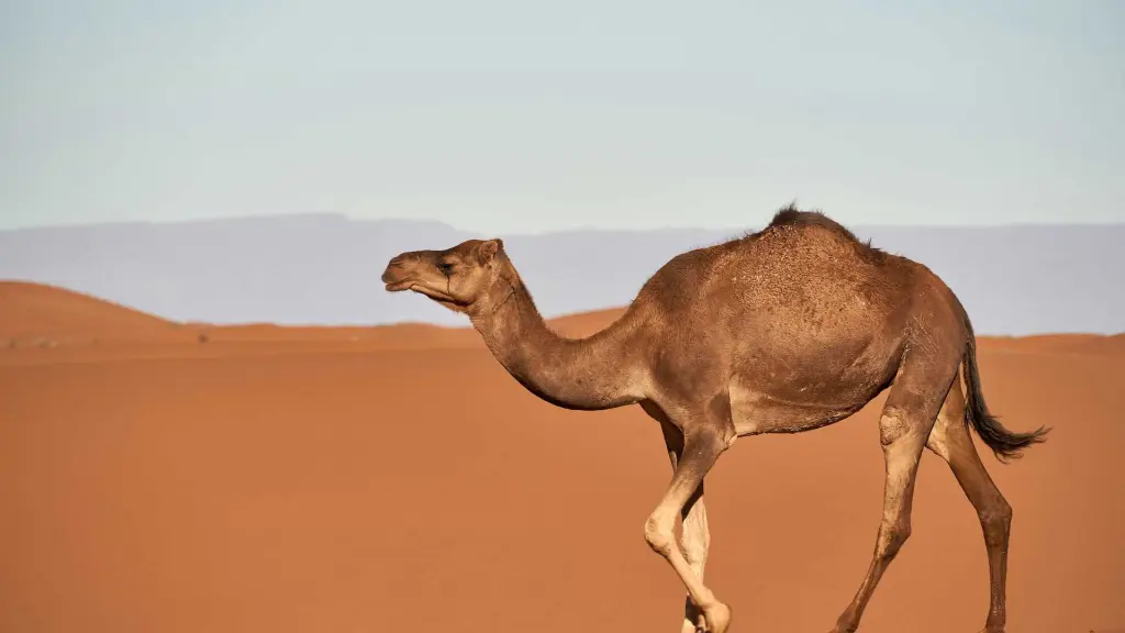 camellostartup ,EntrepreNerd