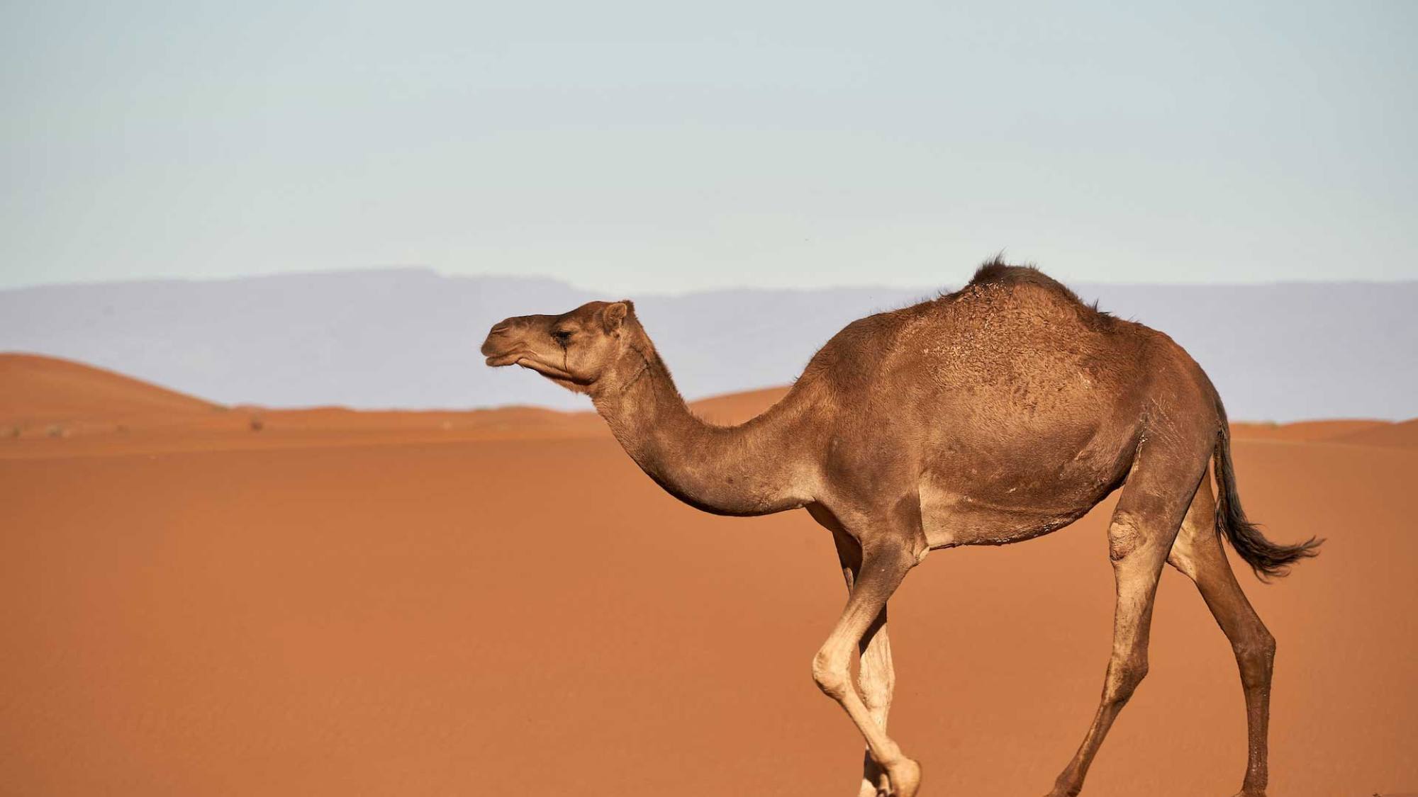 camellostartup, EntrepreNerd