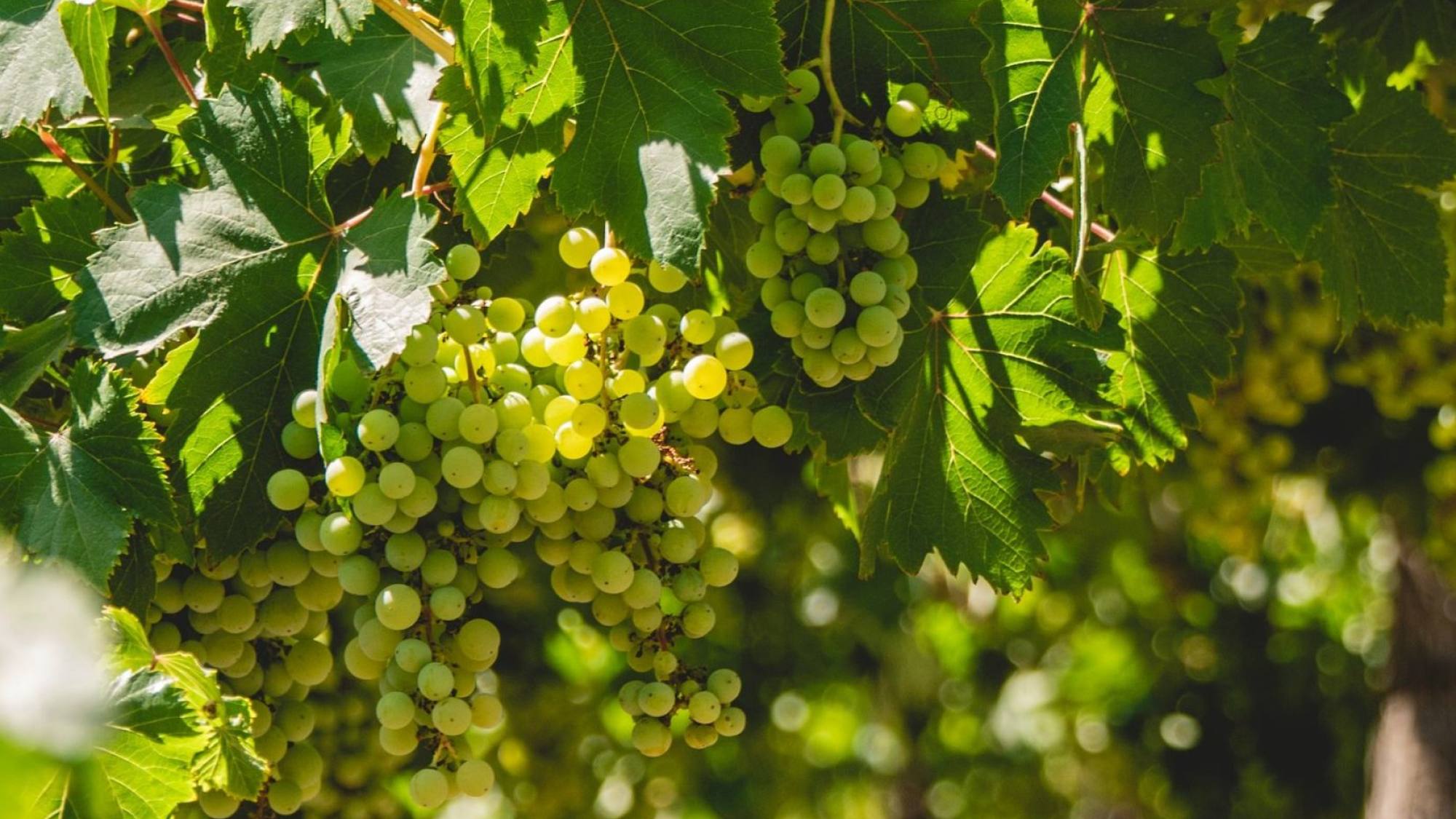 gustavo espinosa reyes NYli 2a6Ivc  e1684815866653, Unsplash