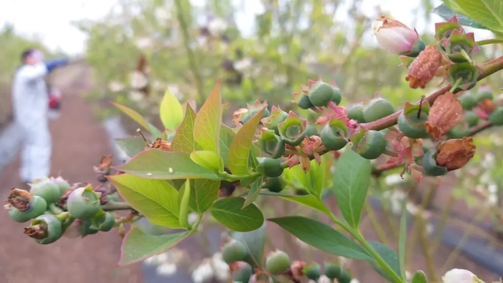 Fitohormonas en berries 2 ,EntrepreNerd