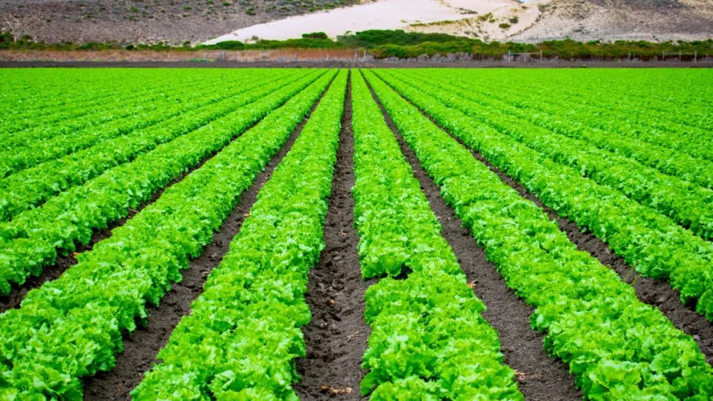 Agronomer 1 e1691760064996 ,EntrepreNerd