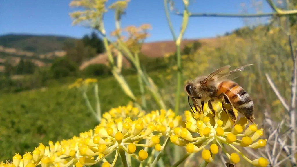 Apicultura regenerativa 3 ,EntrepreNerd