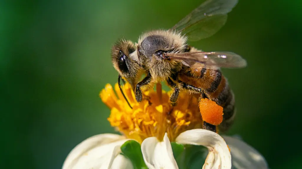 primer plano abeja flor manzanilla ,EntrepreNerd