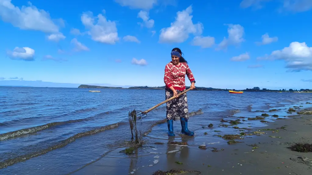 Recolectora de pelillo Ribera Norte Maullin ,EntrepreNerd