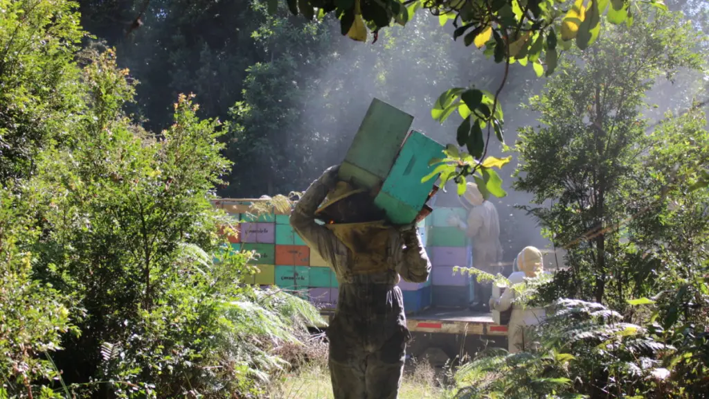 Andes Bee 1 e1718727863796 ,EntrepreNerd