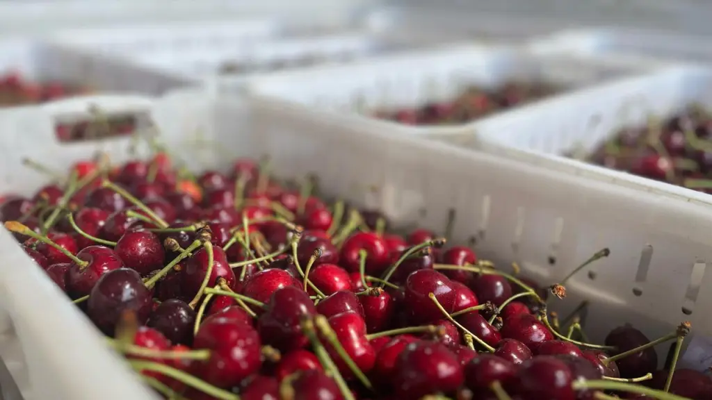 Guindas chilenas, las favoritas de Asia ,Gentileza
