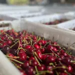 Guindas chilenas, las favoritas de Asia ,Gentileza