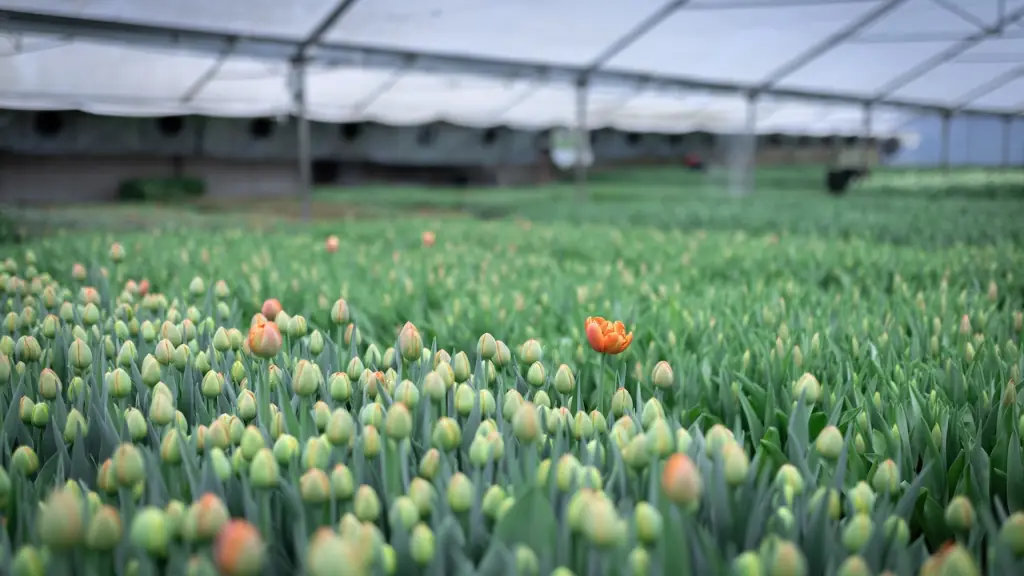 Tulipanes Chile, usuaria de ProChile, dispondrá de 50 mil flores de exportación ,ProChile