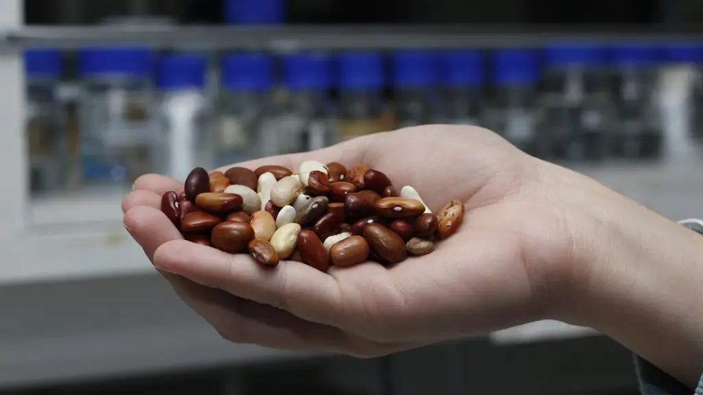 FAO: INIA dio inicio a proyecto que potenciará producción y consumo de legumbres en Chile. ,Gentileza INIA