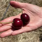 INIA y Biofrutales lideran mejoramiento genético de la cereza en Chile, INIA