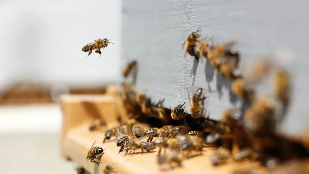 Bioketen y Beeing Company: Innovación Apícola de la Región de Los Ríos. ,Unsplash