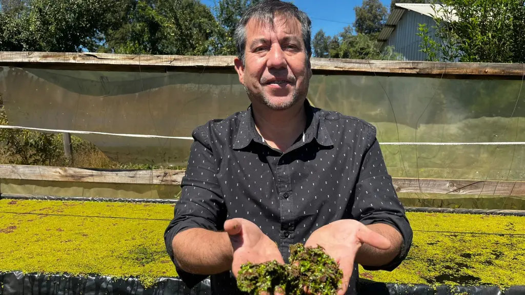 Bioestimulante y futuro superalimento: innovador proyecto con la Lenteja de Agua chilena ,Gentileza