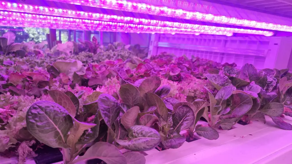 Huertos verticales: la innovación agrícola en San Pedro de Atacama ,Gentileza