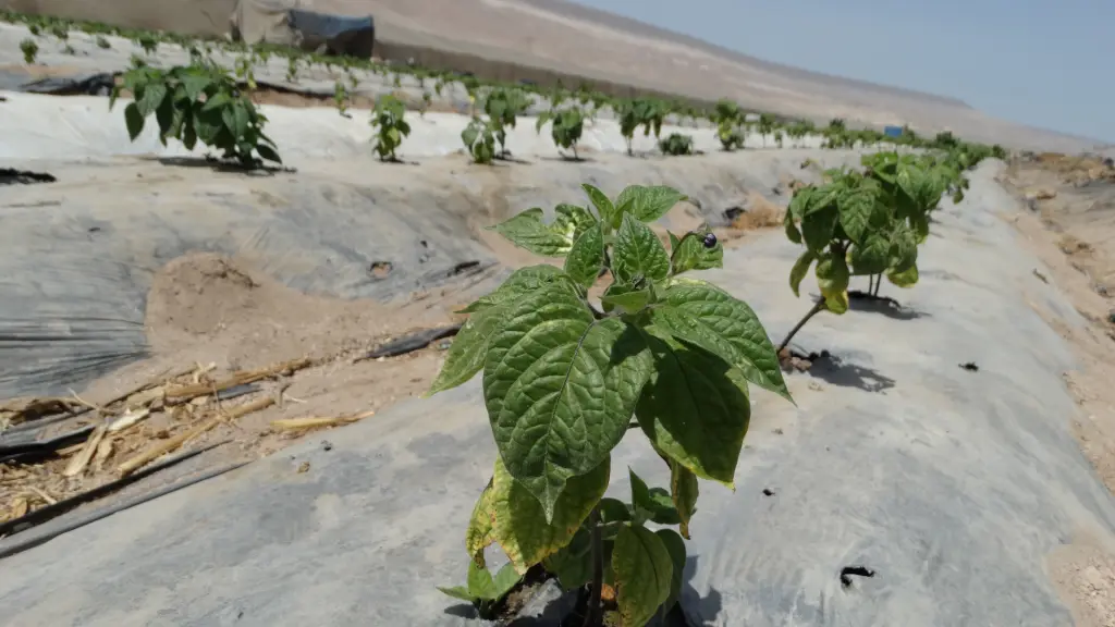 Las ventajas de la tecnología para la eficiencia en el uso del agua en cultivos en el desierto ,Corfo Arica