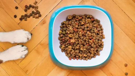 ¿Cuáles son las mejores marcas de alimentos para mascotas? ,Gentileza