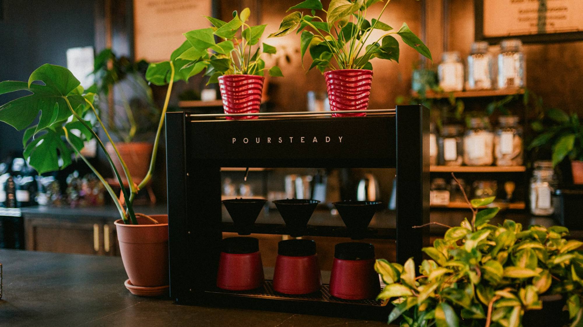 ¿Estás pensando en decorar tu negocio?  ​​Transforma tu espacio con pasto sintético y plantas de interior, Unsplash