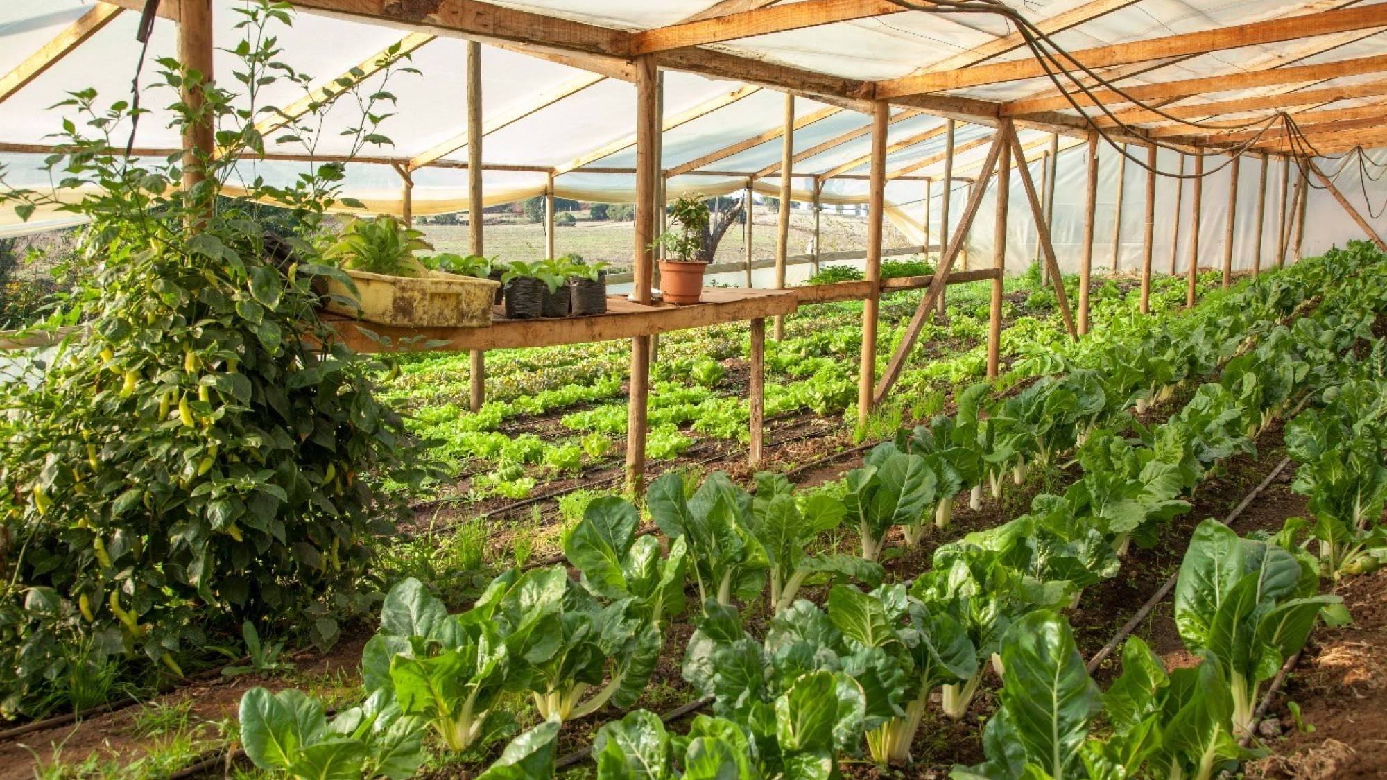 Emprender con impacto: UNAB y Corfo O’Higgins lanzan programa clave para la economía regional, Corfo