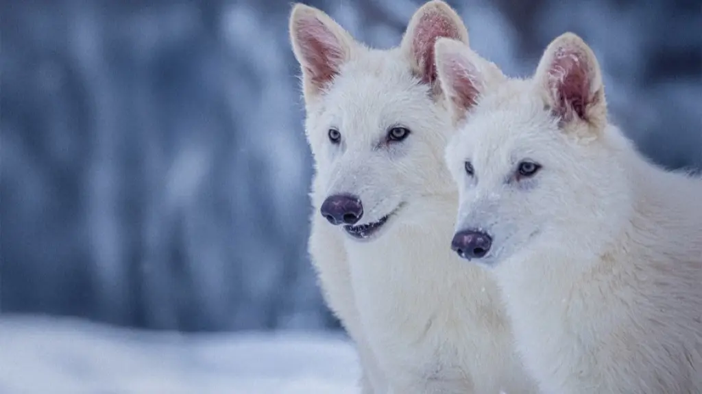 Rómulo y Remo, hoy con 6 meses de vida, viven en un sitio de 809 hectáreas en una ubicación no divulgada, donde son monitoreados por personal de seguridad, drones y cámaras en vivo. ,Colossal Biosciences