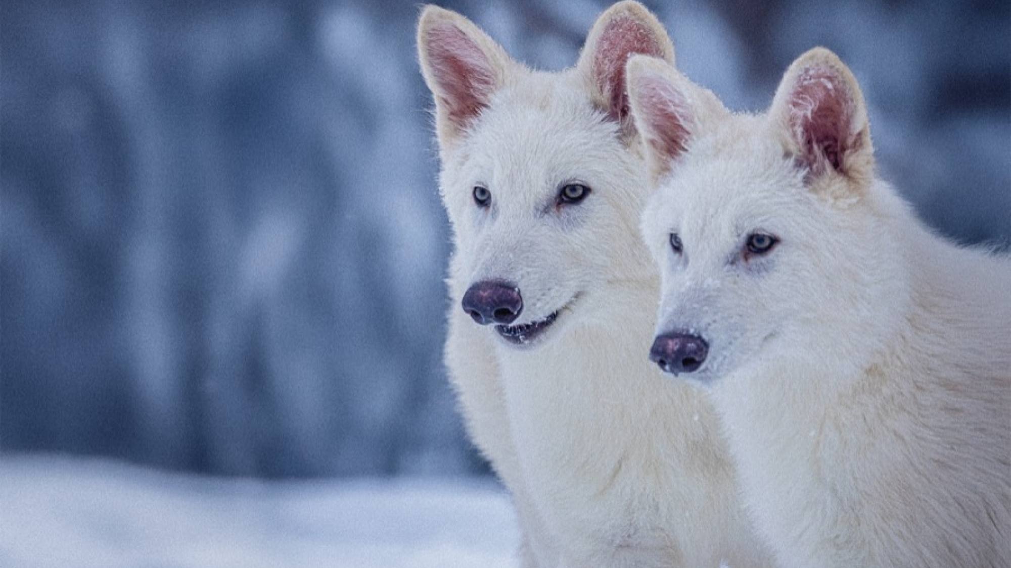  Romulus and Remus, now six months old, live on an 809-hectare site at an undisclosed location., Colossal Biosciences
