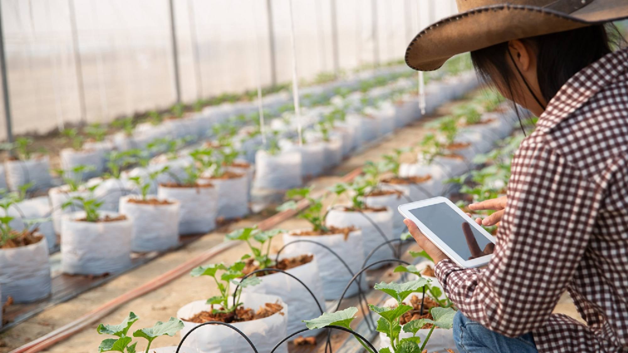 Corfo lanza Red de Fomento Sostenible para modernizar el agro de Maule y Ñuble con tecnologías digitales, Gentileza 