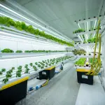 Inauguran sistema que produce hortalizas todo el año con bajo consumo hídrico  ,U. de Talca