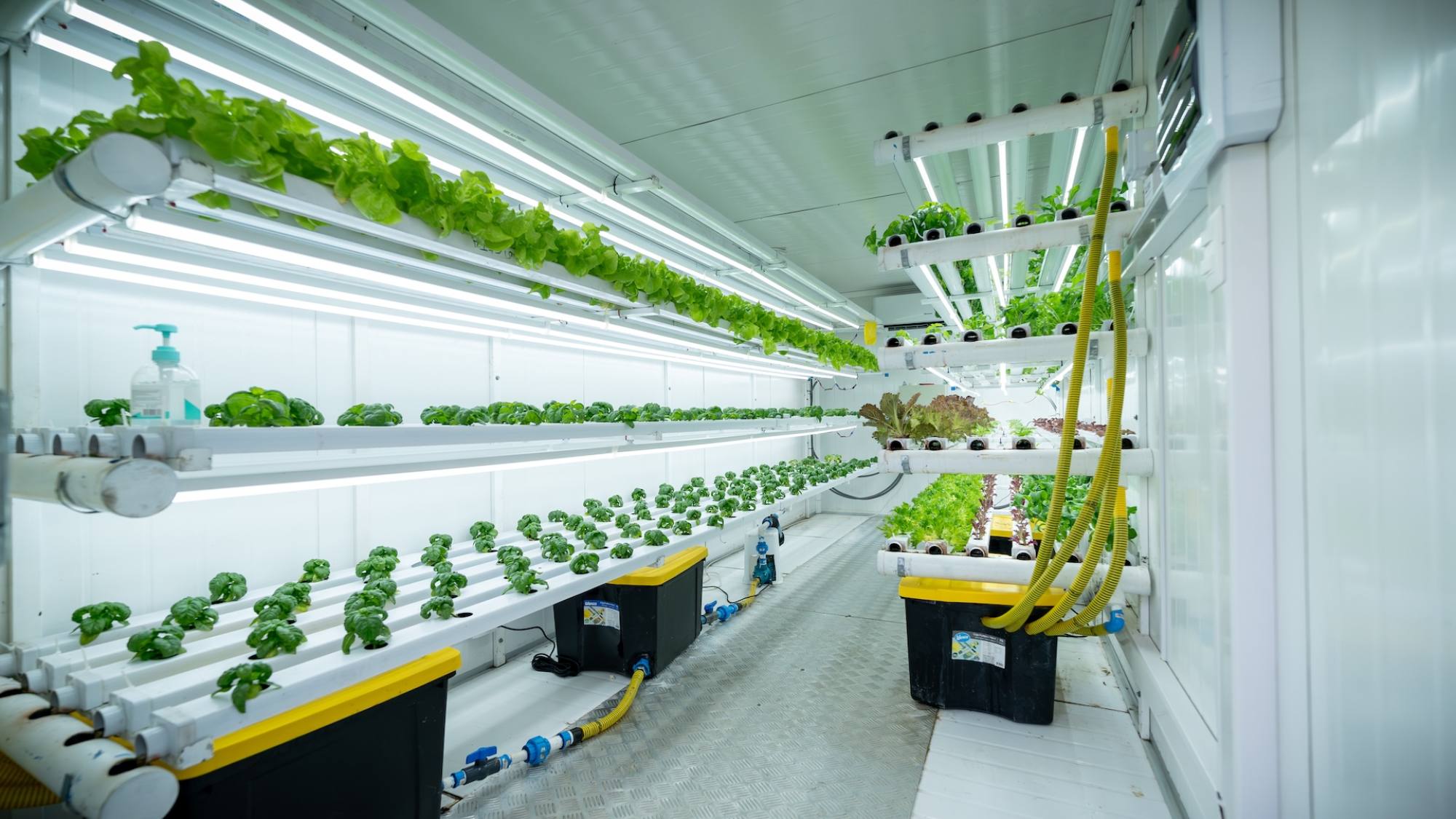 Inauguran sistema que produce hortalizas todo el año con bajo consumo hídrico , U. de Talca