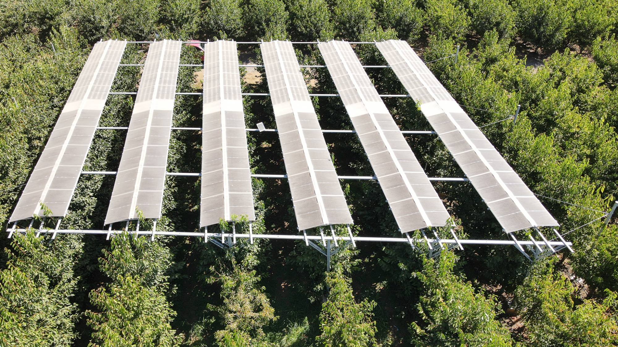Cómo los paneles agrofotovoltaicos están mejorando los cerezos, Gentileza 