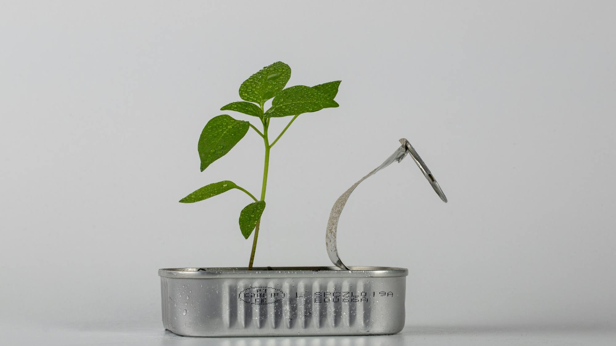 Instituto 3IE y HENUA TECHNOLOGIES lanzan 5ta versión de programa para startups sostenibles, Unsplash