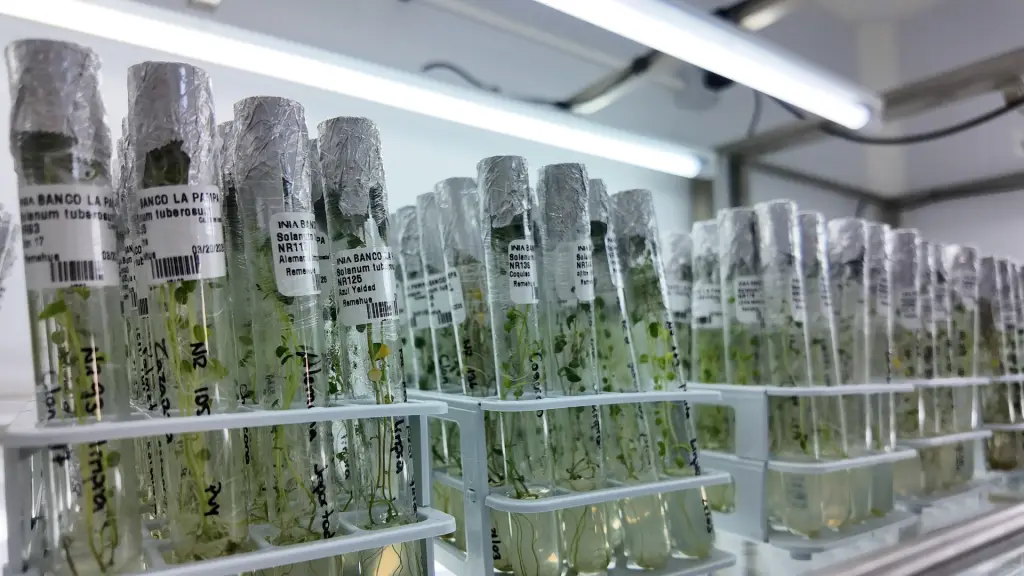 Este nuevo banco forma parte de la Red de Bancos de Germoplasma de INIA y permitirá conservar, con altos estándares científicos, las variedades nativas y tradicionales de papa que forman parte del patrimonio agrícola y cultural del sur de Chile.  ,INIA