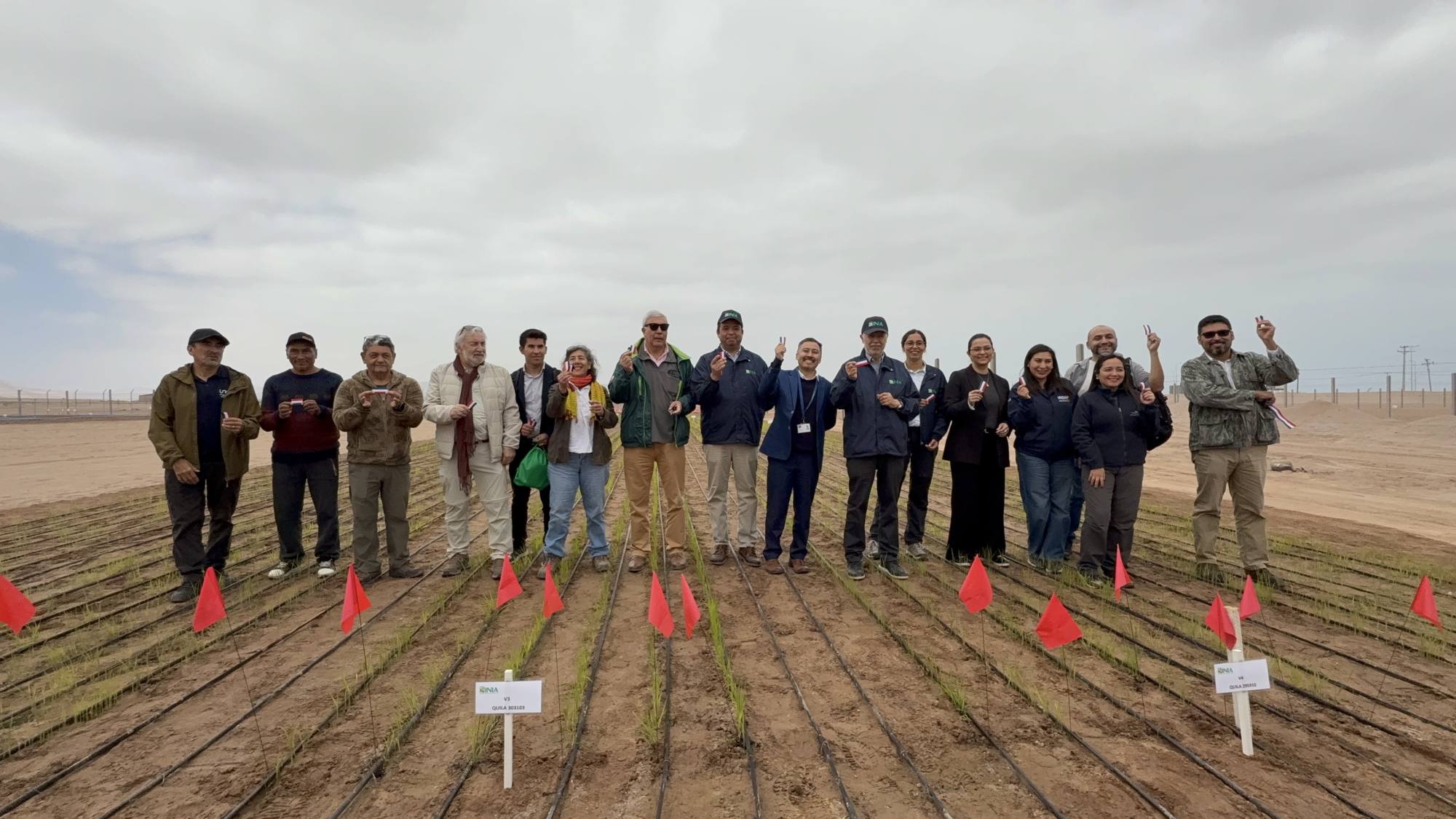 Inédito: científicos del INIA prueban sembrar arroz que resiste a la sequía en Arica y Parinacota, INIA